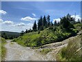 Track junction in Pantmaenog Forest in SA66 7QX
