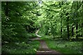 Track in Blackwood Forest in SO21 3BQ