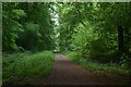 Track in the northeast corner of Blackwood Forest in SO21 3BQ
