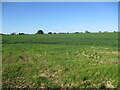 Field of wheat near Holton St. Mary in CO7 6NJ