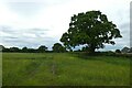 Field near Broad Oak Farm in YO41 4AP