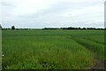 Farmland east of Dauby Lane in YO41 4AP