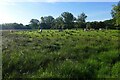 Grazed pasture on Chamberhouse Farm, Thatcham in RG19 4NX