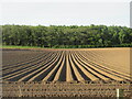 Furrows south of Strathkinness in KY16 8NY