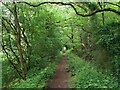 Path in Rushy Moor Plantation in DN6 0AL