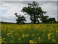 Trees viewed over a field of rape in WR9 0PB