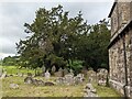 Yew trees at St. Andrew's church (Dinedor) in HR2 6LH
