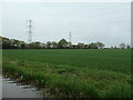 Cereal field under the power lines, near Tuppenhurst in WS13 8HN