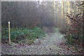 Footpath in Lodge Wood in HP16 9DX
