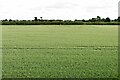 Belaugh: Cereal crop in NR12 8UU