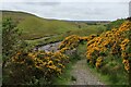 Gorse Bushes beside Bollihope Burn in DL13 2SU