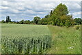 Field edge beside Taylor's Road in SG5 4TD