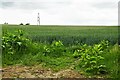 Tharston: Wheat crop in NR15 2YL