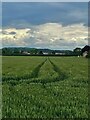 Tractor lines in a field of wheat in DN6 9DJ