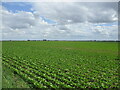 Sugar beet field off Station Road, Gosberton Risegate in PE11 4HB