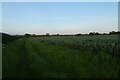 Track beside a field of beans in Rothersthorpe