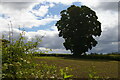 Tree and field from the lane near Iron Mills in SY11 3NA