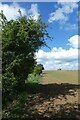 Path along a field boundary in MK18 5JX