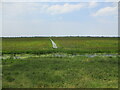 Nene Washes near Whittlesey in PE7 1RH