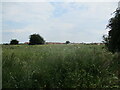 Grass field off Drybread Road, Whittlesey in PE7 1YH