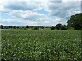 Looking across a bean field towards Corston in SN16 0HF