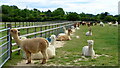 Latton Alpaca Farm in HP16 0HH