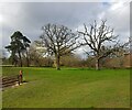 Trees near Cobhouse Farm, Wichenford in WR6 6YB