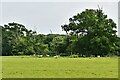 Woodchurch, Boldshaves Garden: Sheep grazing land in TN26 3RA