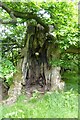 Old sweet chestnut tree in GL15 6RR
