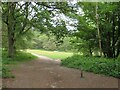 Bridleway through woodland near Abinger Hammer in RH5 6PX
