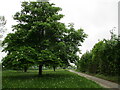 Horse chestnut at Shelland in Shelland