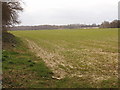 Winter wheat near Flackwell Heath in HP10 9AE