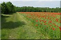 Poppies and wheat by the footpath towards the rifle range in CB23 7BA