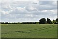 Hassingham: Wheat crop in NR13 4HB
