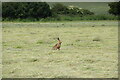 Hare in a hayfield in CM6 1TD