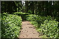 Sunlit path in the woods at Greatham in GU33 6ET