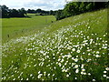 Ox-eye daisies at Lower Bitchet in TN15 0NB