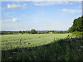 Wheat field near Egleton in LE15 6GU