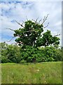 Stag-headed Quercus robur in Church Field Silwood Park in SL5 7DP