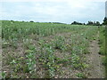 Bridleway at the edge of a bean field in SY8 2JW