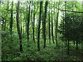 Young woodland on the south side of the A49 in SY8 2JW