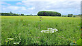 Grassland near Bridstow in HR9 6QN