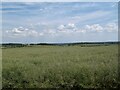 Field of Rape seed near Hallington in Hallington