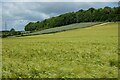 Farmland, Newton Valence in GU34 3RD