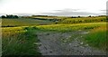 View to Rough Down from Wessex Ridgeway in SN8 4HB