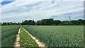 Footpath in wheat field in RG27 8TA