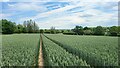 Wheat field viewed towards Whitlow Alders in GU51 5ST