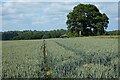 Farmland, Colemore in Ropley, Hawkley & Hangers Ward