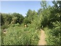 Path around Island Pit in AL2 2JU