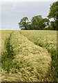 Wheel lanes through barley crop in DL2 3DF